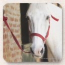 Search for close up coasters Colour image
