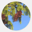 Search for spruce tree stickers Woods