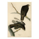 Search for red tail hawk art Buteo jamaicensis