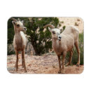 Search for ram magnets Zion national park