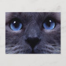 Search for tiger postcards Fashion