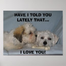 Search for shihpoo Cute