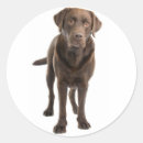 Search for chocolate lab puppy stickers Puppies