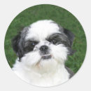 Search for shih tzu stickers Canine
