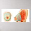 Search for human skin posters Biology