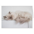 Search for persian photography Kitten
