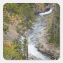 Search for aspen trees stickers Forest