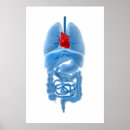 Search for large intestines posters Detail