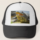 Search for alligator hats Animal