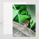 Search for ear photography Rabbit