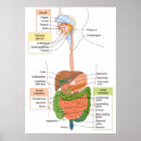 Search for system posters Diagram