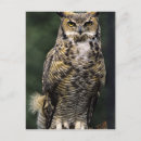 Search for animals of north america postcards Bird of prey