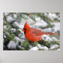 Search for cardinalidae posters Chest