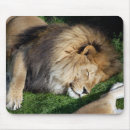 Search for lion mousepads Zoo