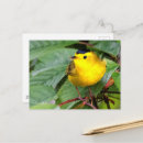 Search for warbler postcards Songbird