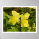 Search for horticultural art Flowers