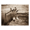 Search for mules art Farm