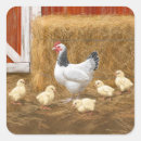 Search for mother hen stickers Chickens