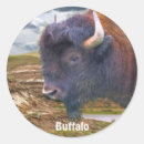 Search for wild buffalo stickers Wildlife