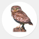 Search for great horned owl stickers Bird of prey