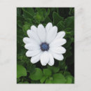 Search for daisy picture postcards Cute
