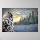 Search for owl portrait posters Animal