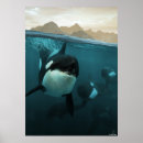 Search for killer whale posters Underwater