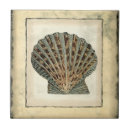 Search for beach nautical 4x4 tiles Seashell