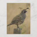 Search for quail postcards Bird