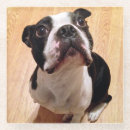 Search for dog coasters Baby animals
