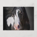 Search for horse postcards Animal