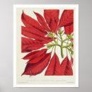 Search for litho posters Century