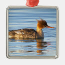 Search for merganser duck Animals