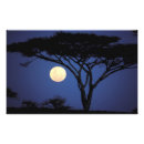 Search for tarangire Tree