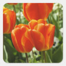 Search for orange tulip stickers Botanical
