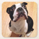 Search for dog coasters Baby animals