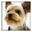 Search for yorkies posters Puppies