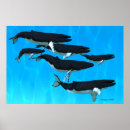 Search for baleen posters Ocean