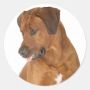 Search for rhodesian ridgeback stickers Puppy