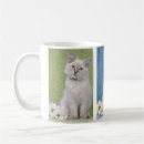 Search for ragdoll kitten mugs Fluffy