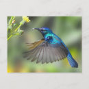 Search for hovering postcards Bird
