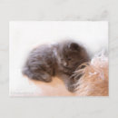 Search for grey hair postcards Kitten
