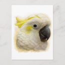 Search for sulphur postcards Parrot
