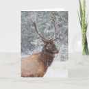 Search for elk in snow postcards Wyoming