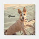 Search for cattle magnets Puppy