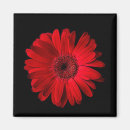 Search for red daisy magnets Bloom