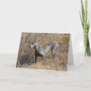 Search for weimaraner cards Blue
