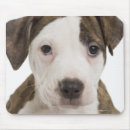 Search for pitbull puppy mousepads Animal