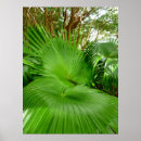 Search for fan posters Tropical