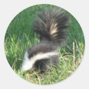 Search for skunks stickers Nature